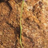 Burmannia pusilla (Miers) Thwaites